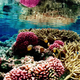 Illustration for article titled Researchers May Have Solved Darwin's Paradox of How Reefs Are So Productive